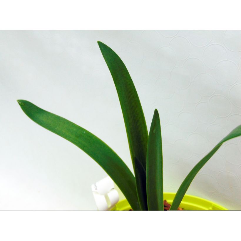 Agapanthe Graphite White (Foliage)