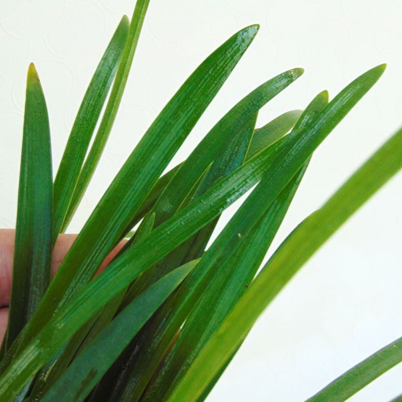 Agapanthe Lapis Lazuli (Foliage)