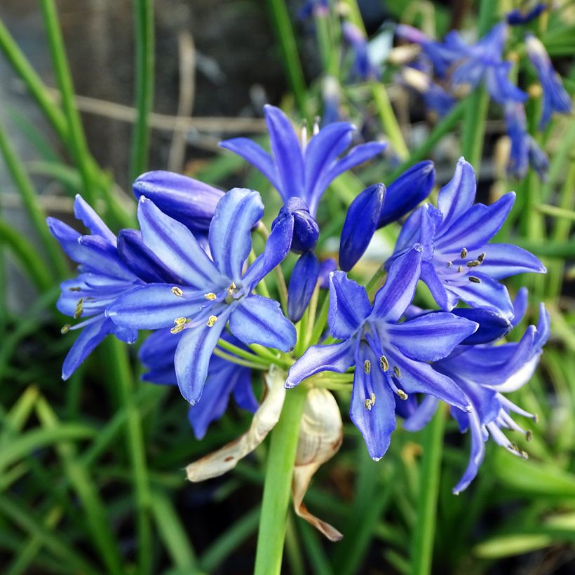 Agapanthe Northern Star (Flowering)
