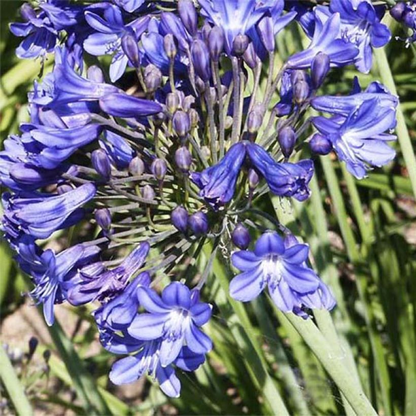 Agapanthe Peter Pan (Flowering)