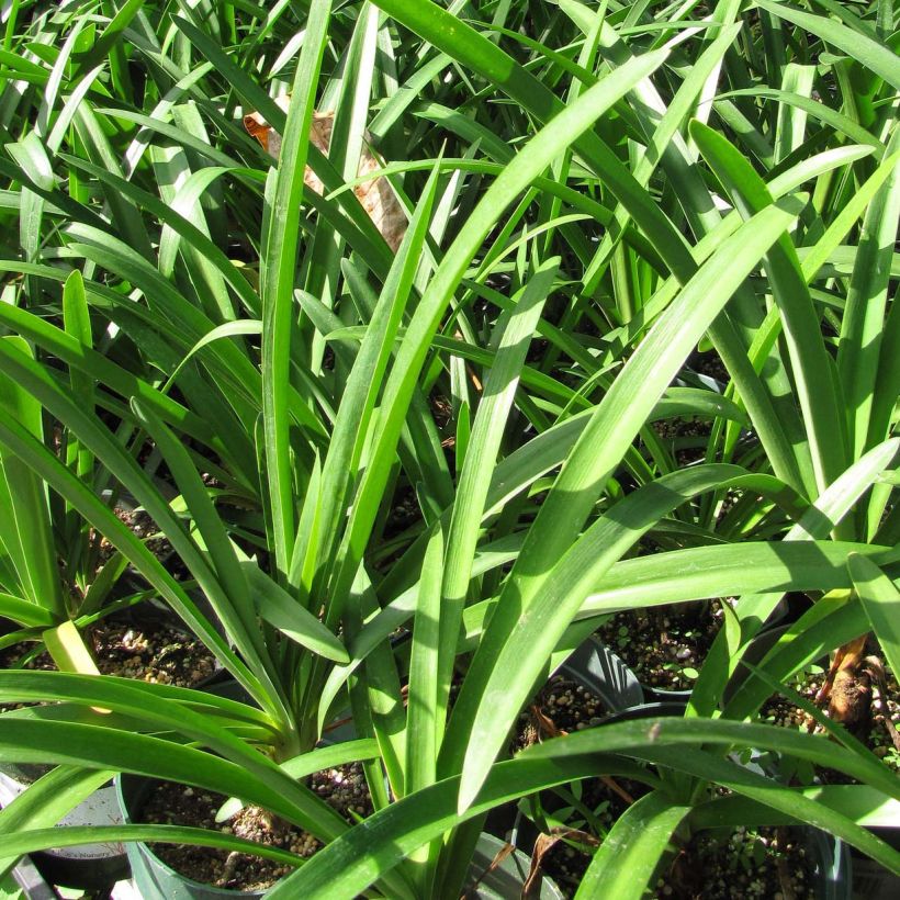 Agapanthe Stars and Stripes (Foliage)