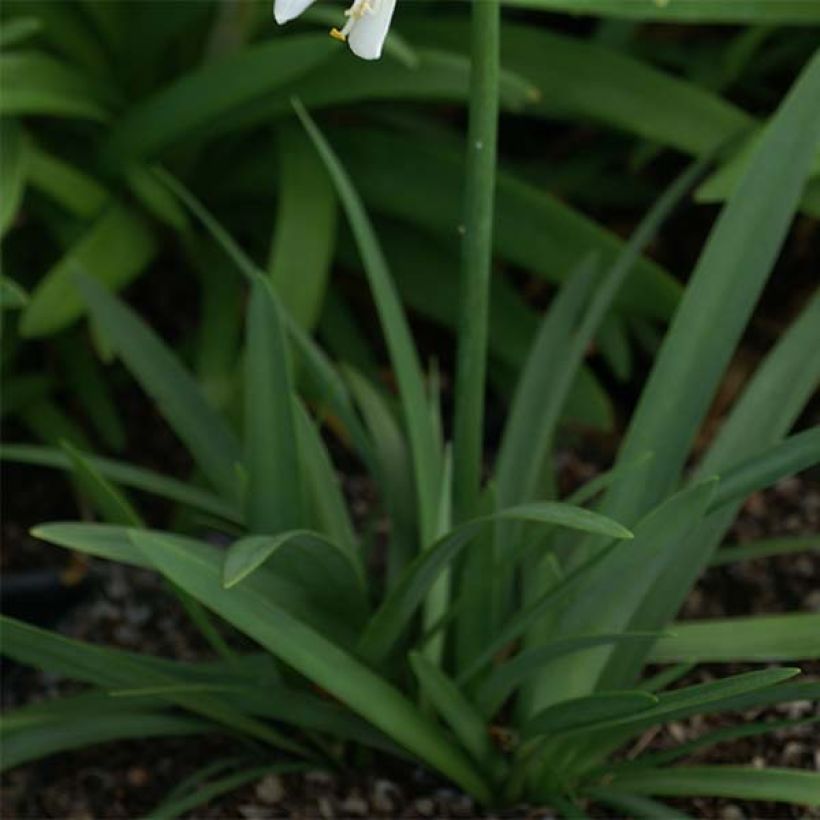 Agapanthe Thumbelina (Foliage)