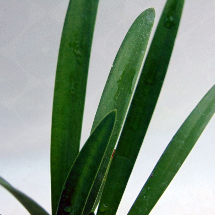 Agapanthe africanus (umbellatus) Albus (Foliage)