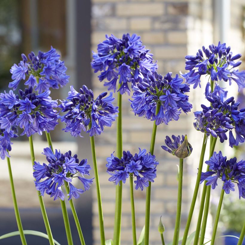 Agapanthe hybride Blue Thunder (Flowering)