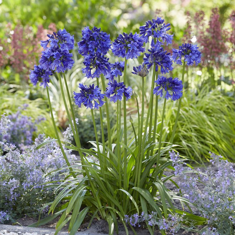 Agapanthe hybride Blue Thunder (Plant habit)
