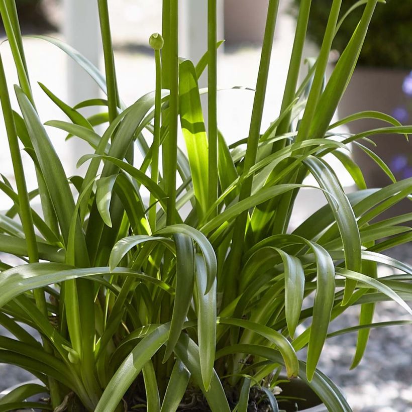 Agapanthe hybride Ever White (Foliage)