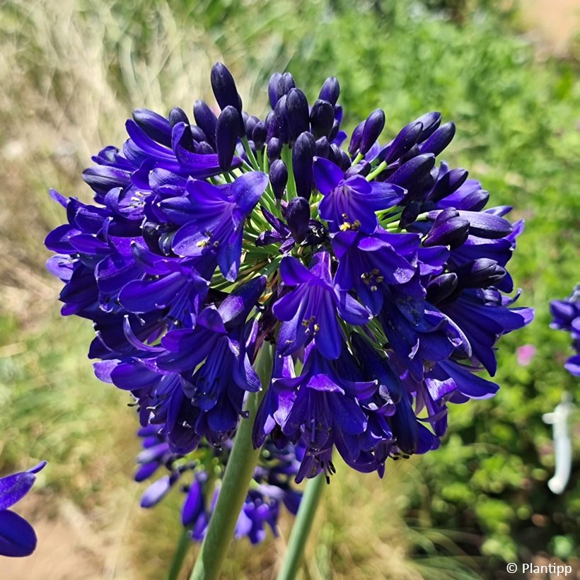 Agapanthe Midnight Sky (Flowering)