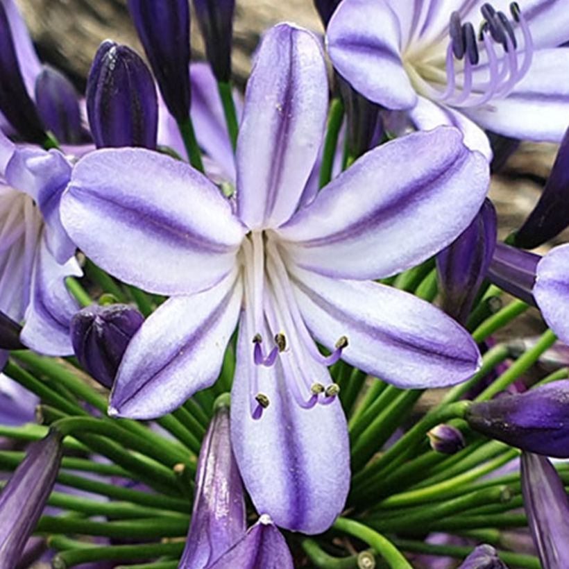 Agapanthe hybride Star Poppin’ Star (AMDB002) (Flowering)