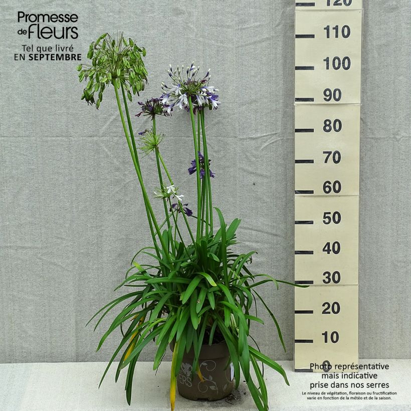 Example of Agapanthe hybride Three Sisters Pot de 6L/7L as you get in automne