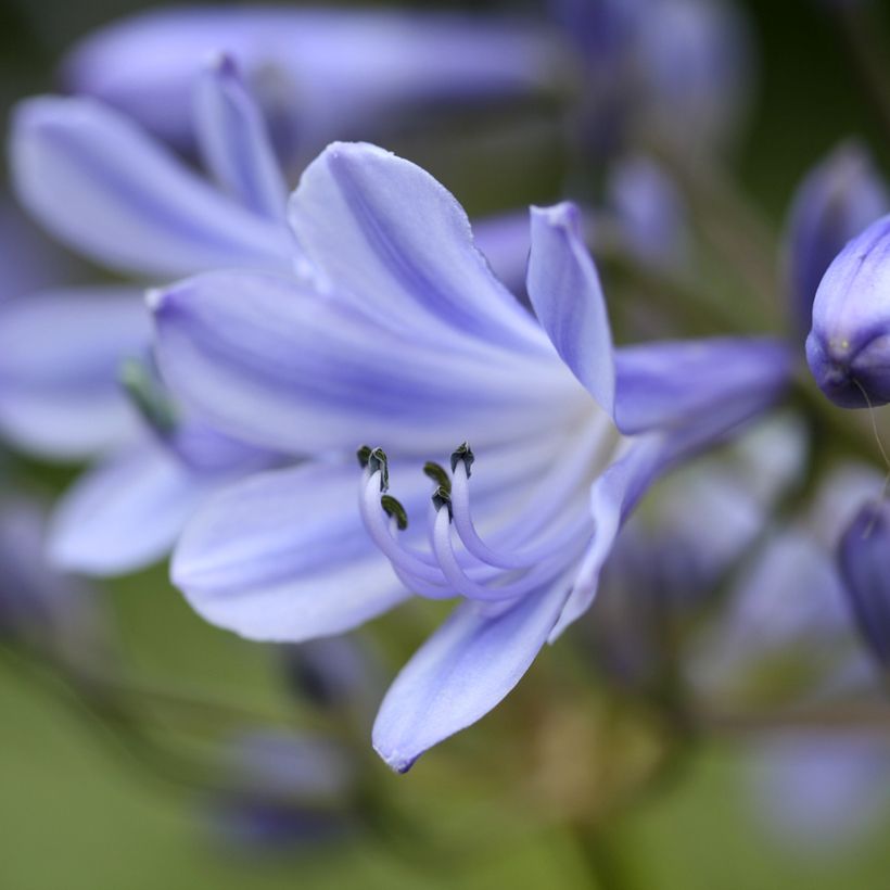 Agapanthe Vallée de la Romanche (Flowering)