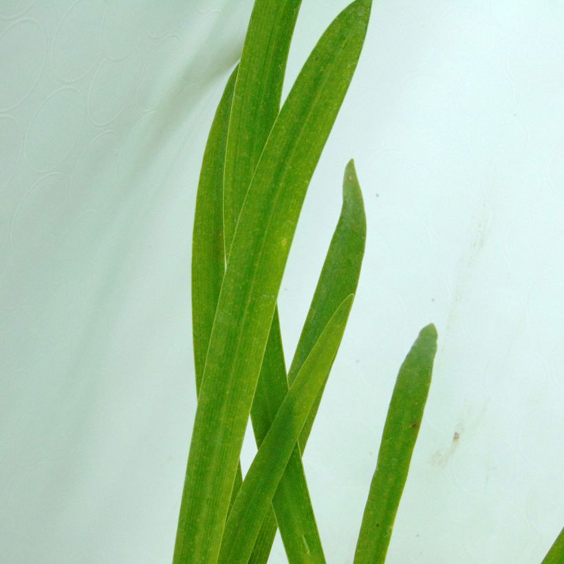 Agapanthe inapertus Graskop (Foliage)