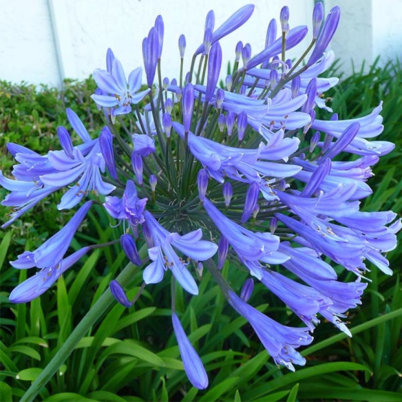 Agapanthe Blue Giant (Flowering)