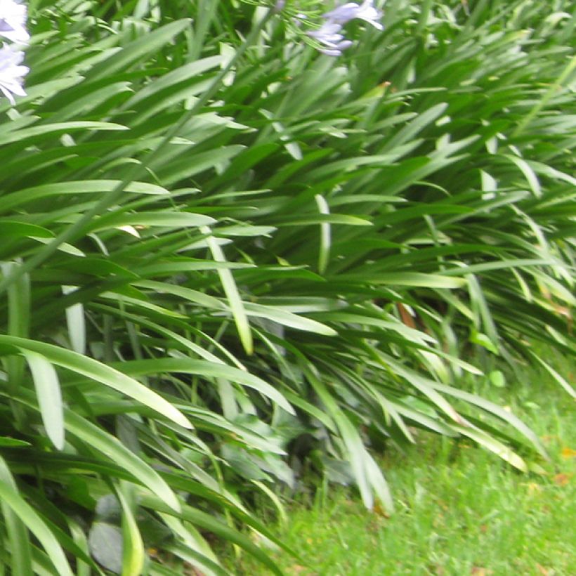 Agapanthe Donau (Foliage)