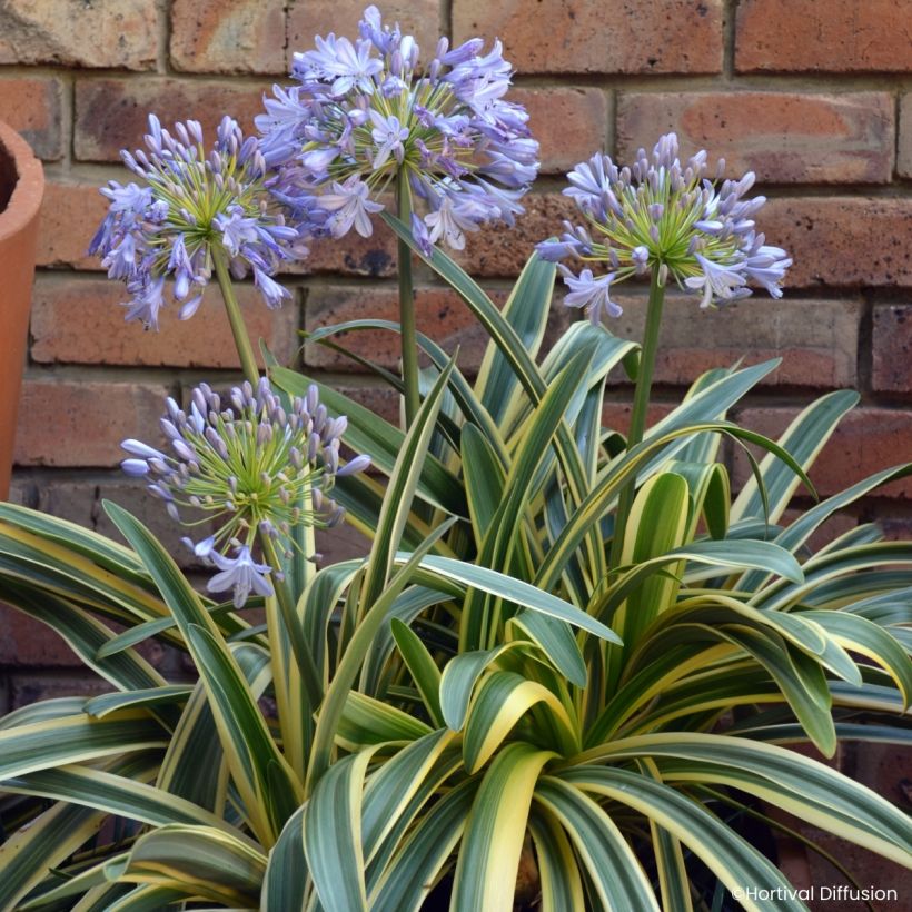 Agapanthe praecox Zambezi (Flowering)