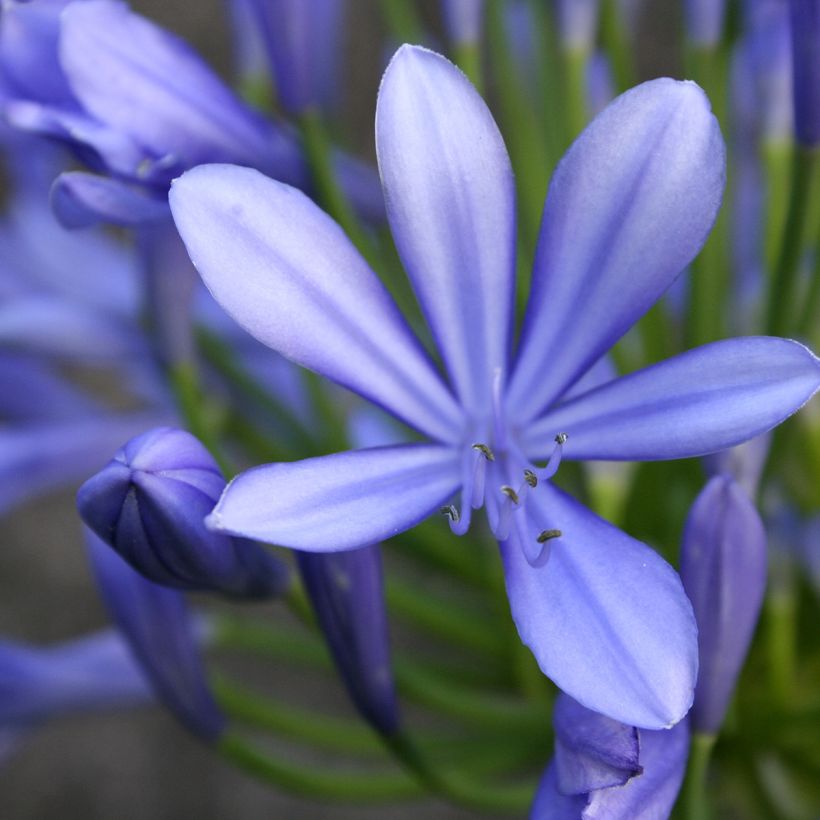 Agapanthe umbellatus (africanus) (Flowering)
