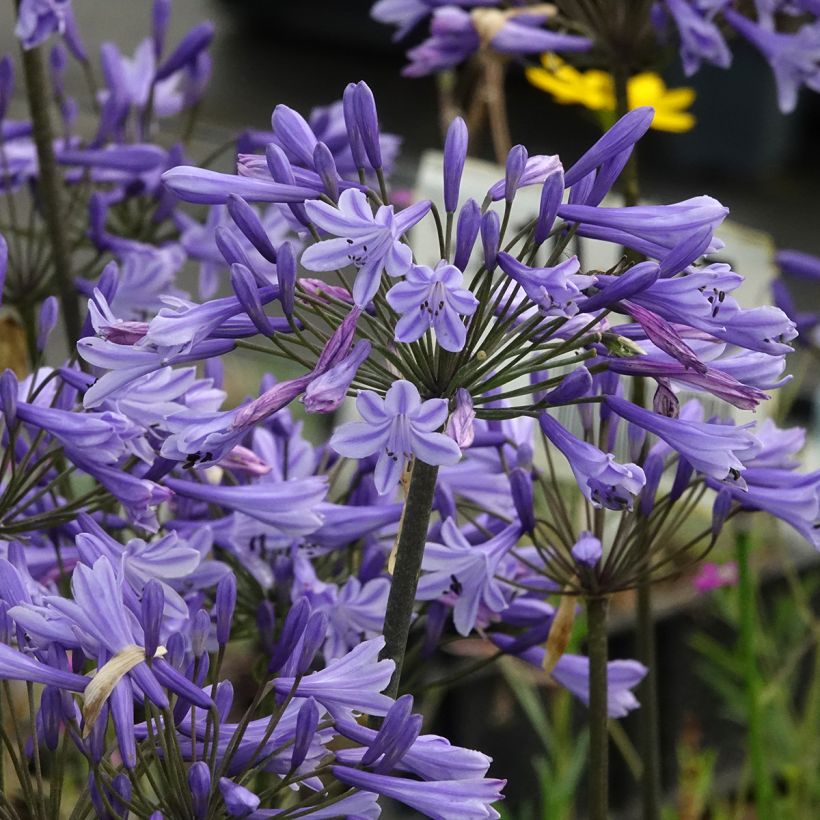 Agapanthe Blue Triumphator (Flowering)