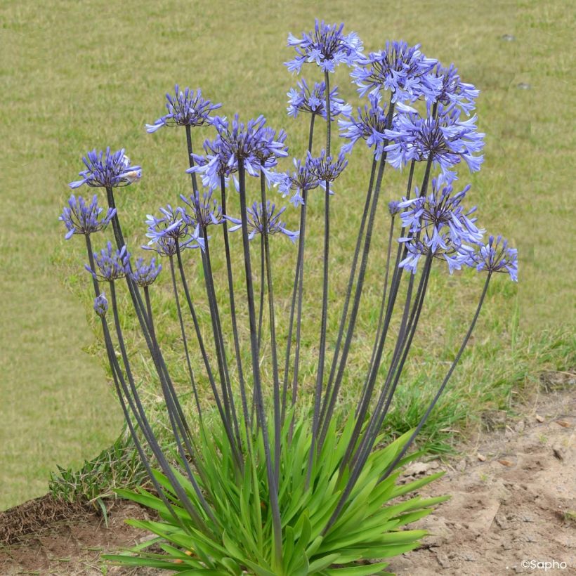 Agapanthe Graphite Blue (Plant habit)