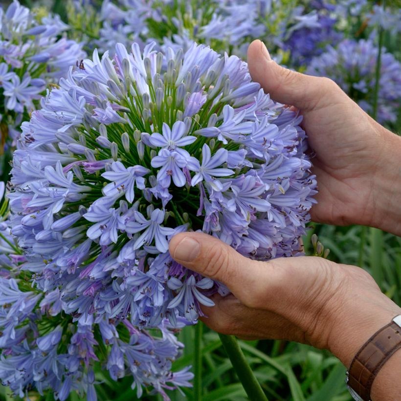 Agapanthe Blue Infinity (Flowering)