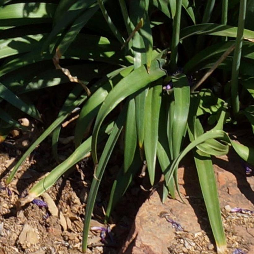 Agapanthe hybride Blue Jeans (Foliage)