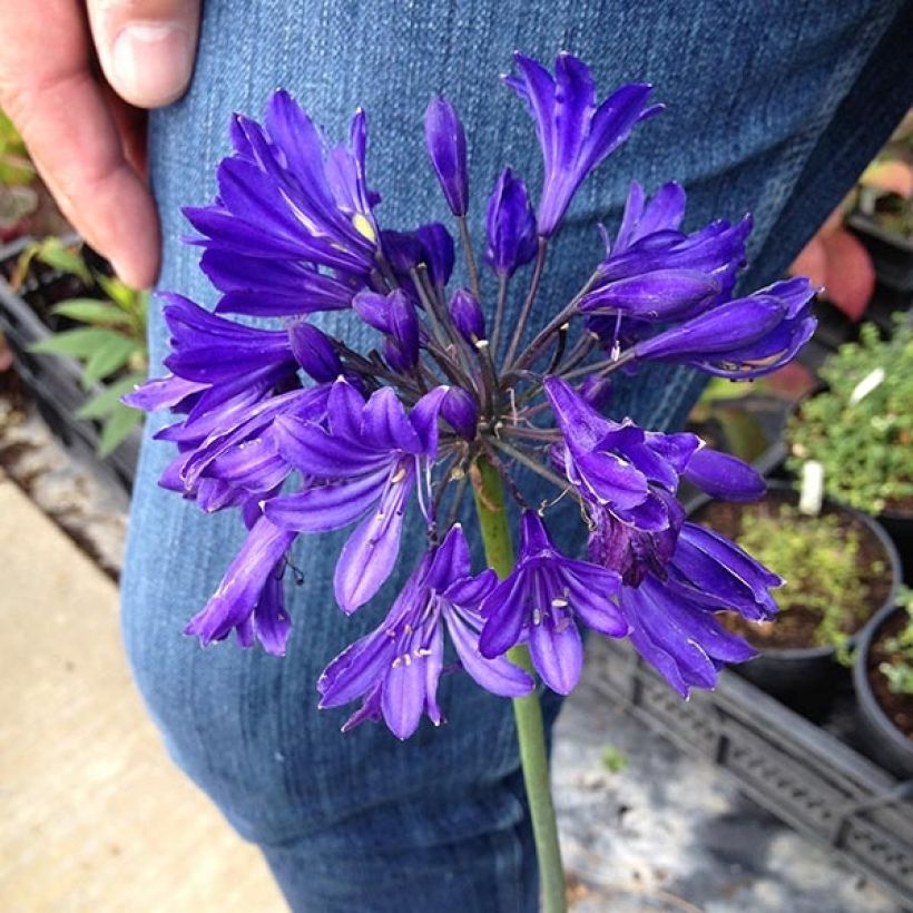 Agapanthe hybride Blue Jeans (Flowering)