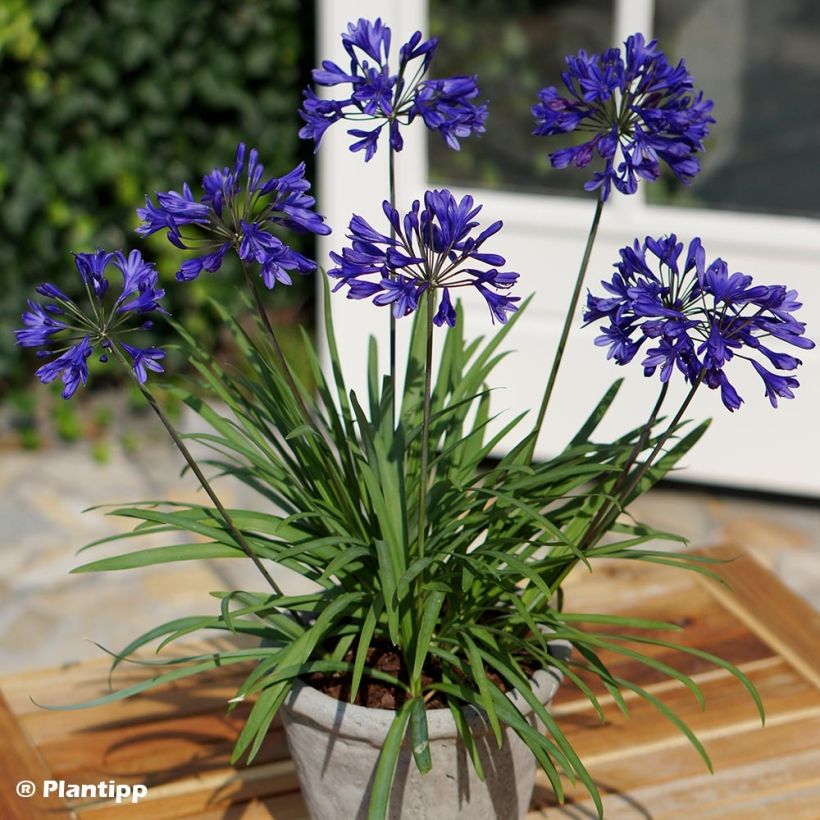 Agapanthe Brilliant Blue (Plant habit)
