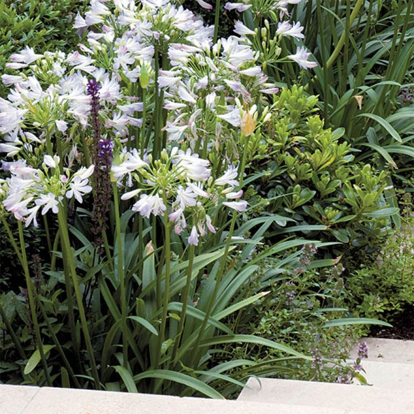 Agapanthe Enigma (Plant habit)