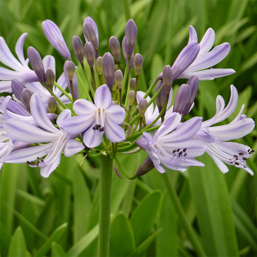 Agapanthe Megan's Mauve (Flowering)
