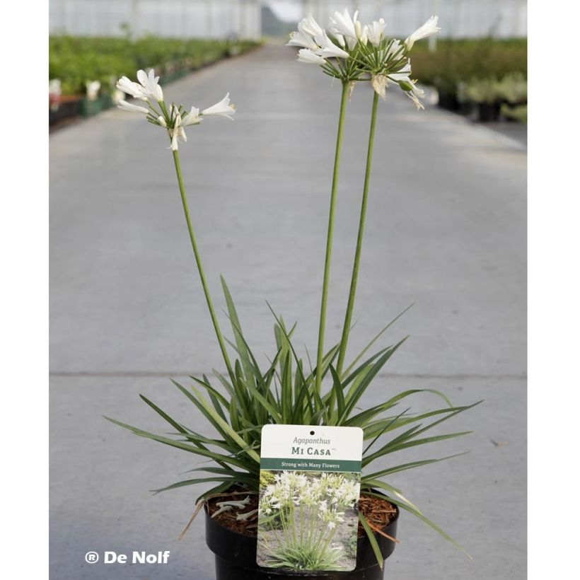 Agapanthe Mi Casa (Plant habit)