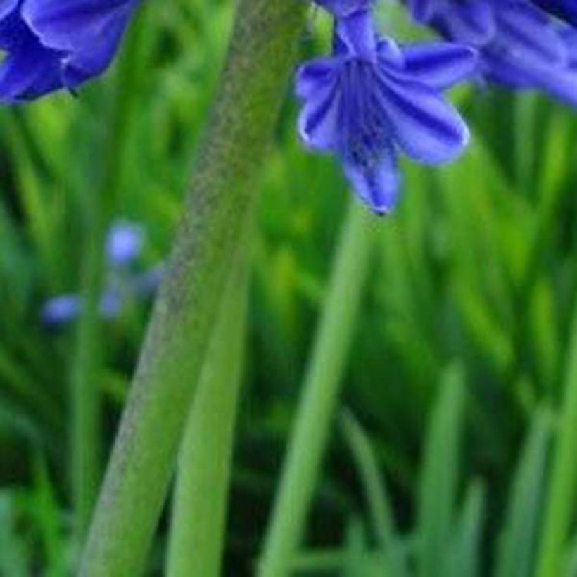 Agapanthe Midnight Blue (Foliage)