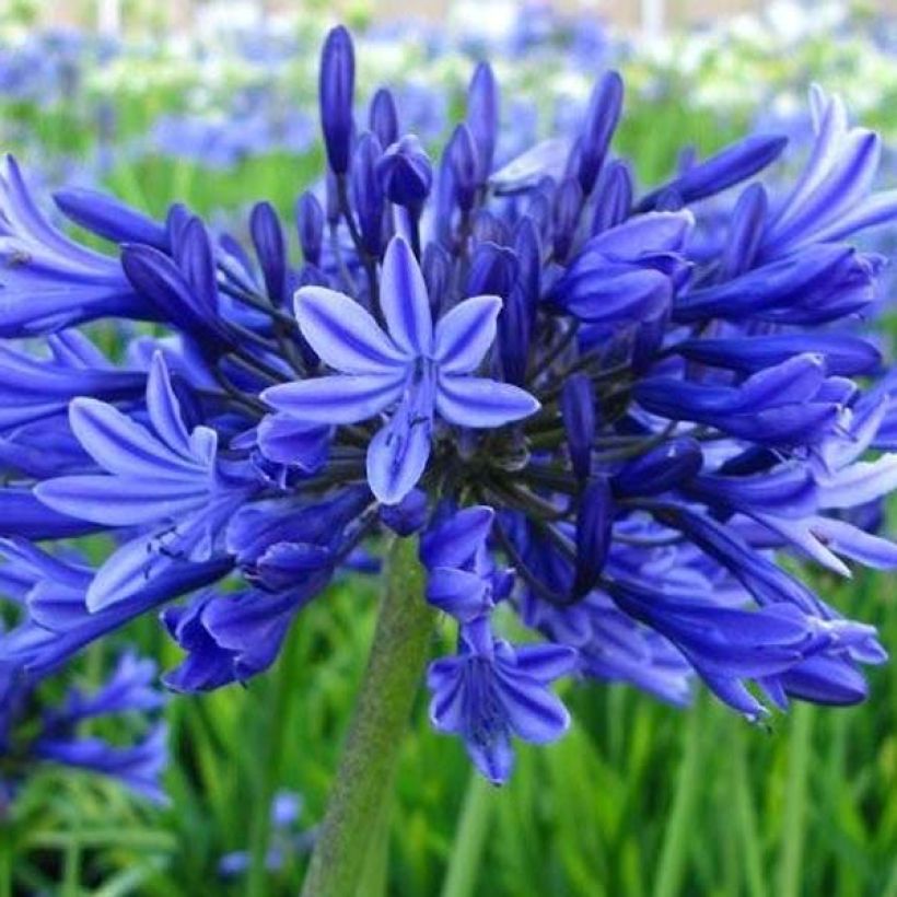 Agapanthe Midnight Blue (Flowering)
