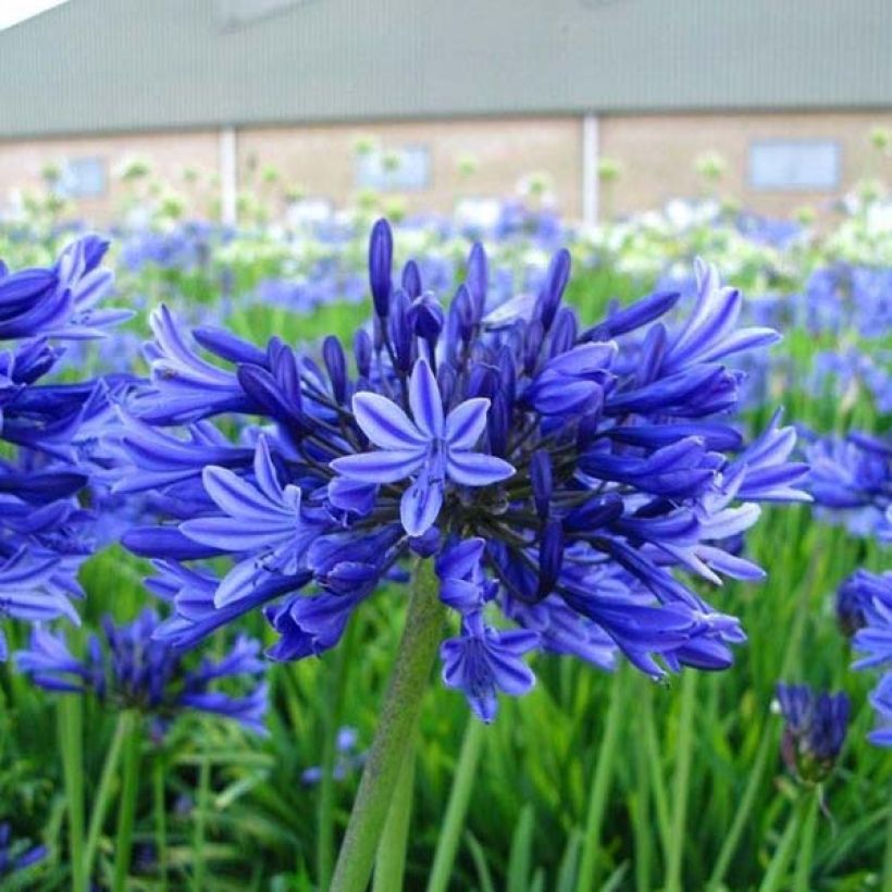Agapanthe Midnight Blue (Plant habit)