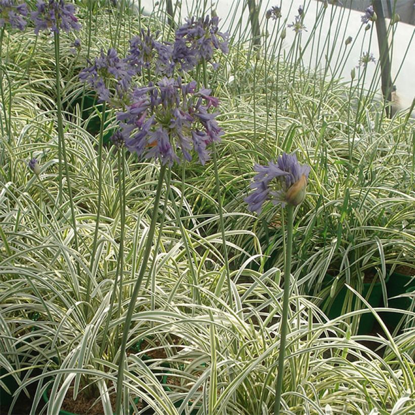Agapanthe Silver Moon (Plant habit)