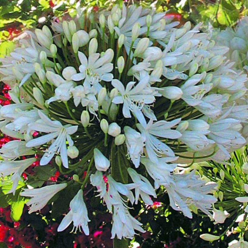 Agapanthe White Heaven (Flowering)