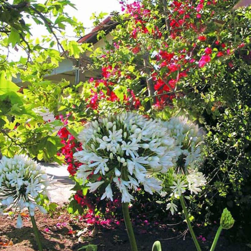 Agapanthe White Heaven (Plant habit)