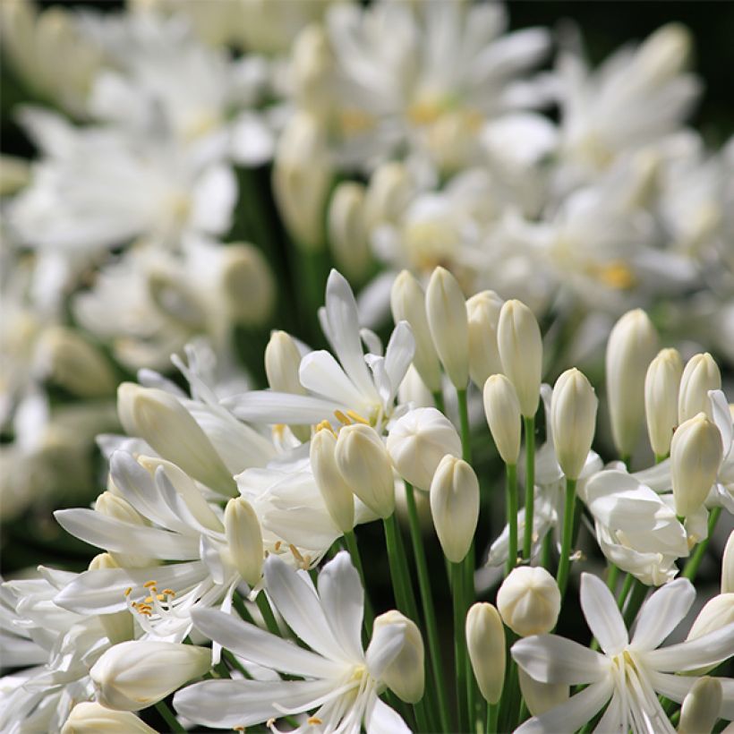 Agapanthe africanus (umbellatus) Albus (Flowering)