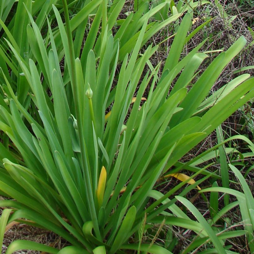 Agapanthe campanulatus var albidus (Foliage)