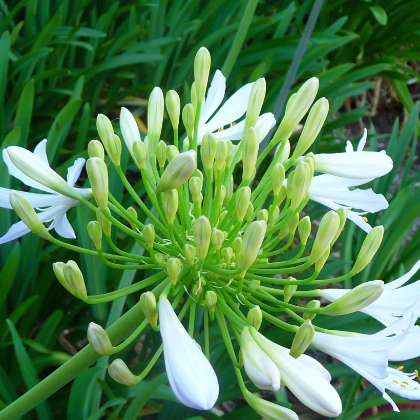 Agapanthe campanulatus var albidus (Flowering)