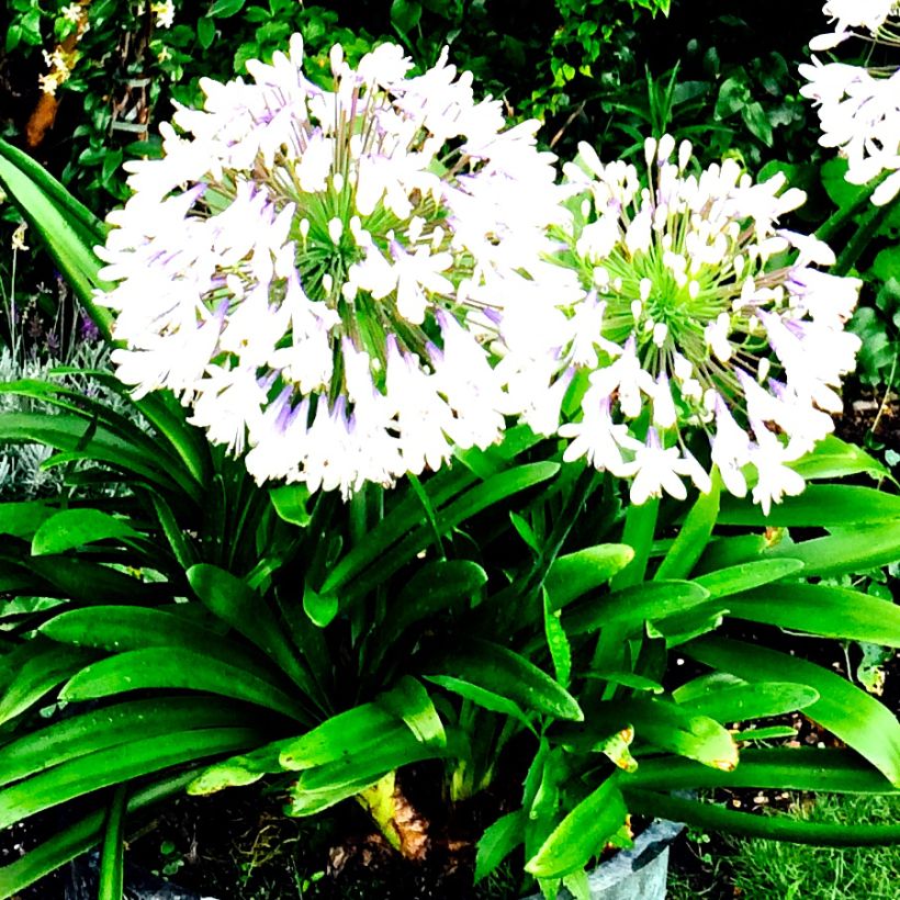 Agapanthe campanulatus var albidus (Plant habit)