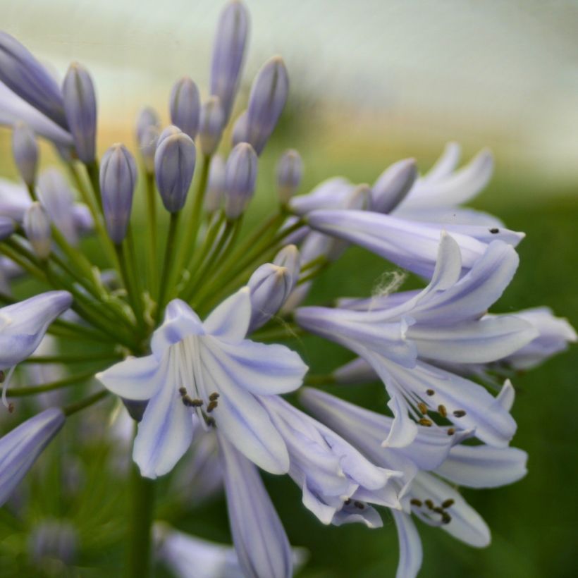 Agapanthe Blue Baby (Flowering)