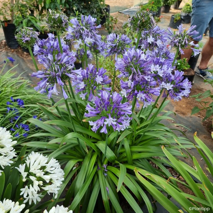 Agapanthe Everpanthus Midnight Moon (Plant habit)