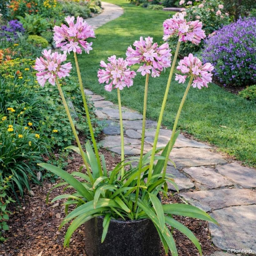 Agapanthe hybride Poppin' Pink (Plant habit)