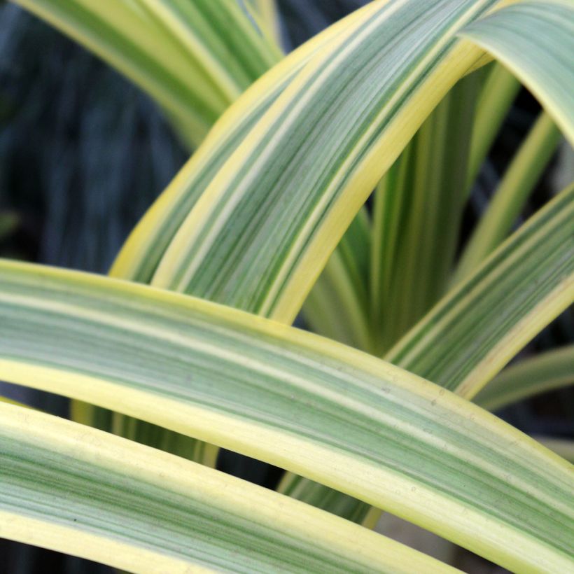 Agapanthe praecox Zambezi (Foliage)