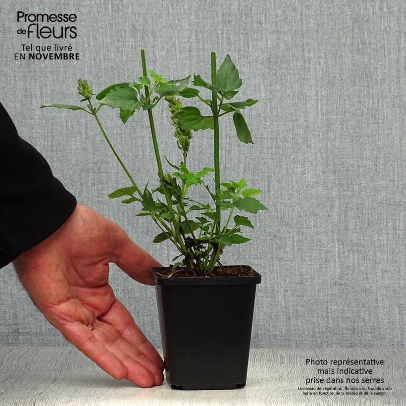 Example of Agastache Blue Boa Godet de 8/9 cm as you get in automne