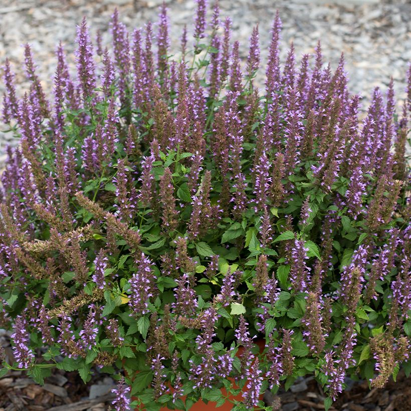 Agastache foeniculum Celestia - Hysope anisée (Flowering)