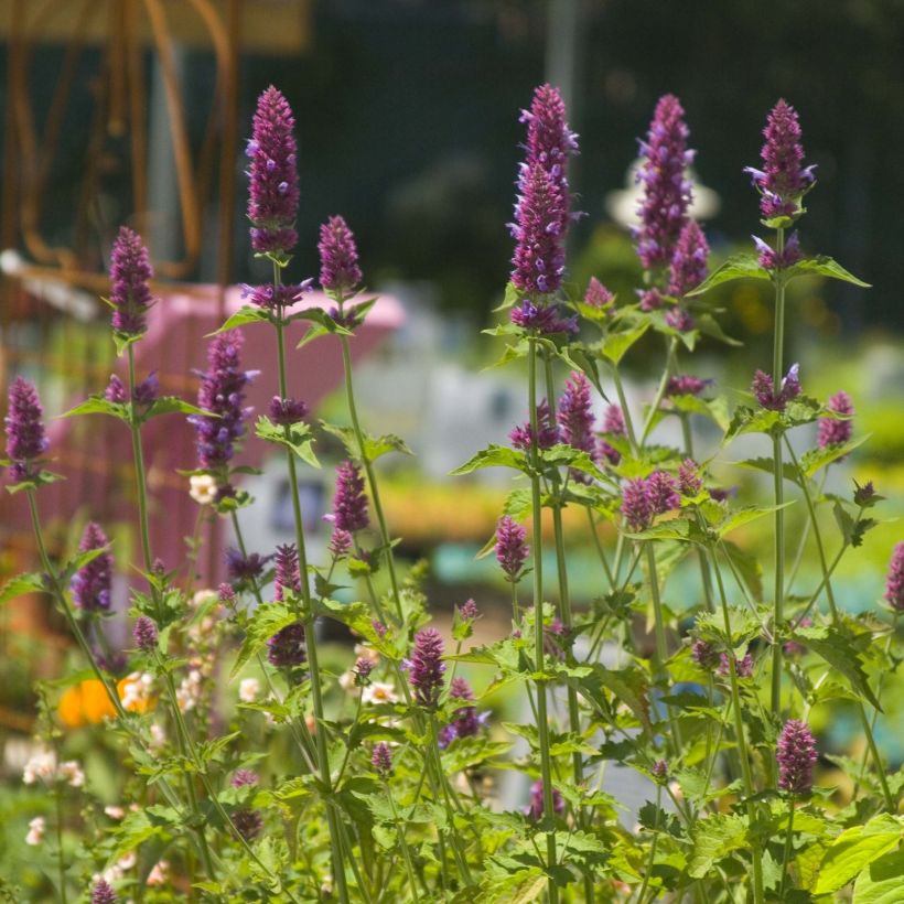 Agastache Globetrotter - Agastache (Flowering)