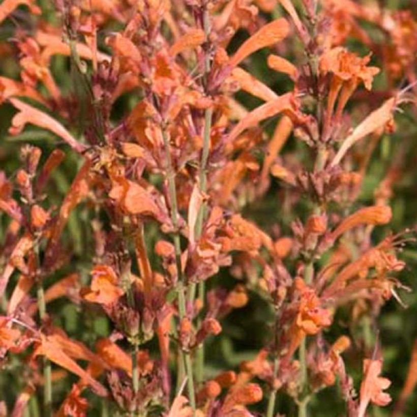 Agastache Barberi Firebird (Flowering)