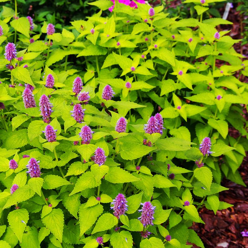 Agastache fenouil Golden Jubilee (Plant habit)