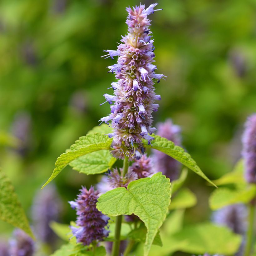 Agastache foeniculum (anisata) - Anis hysope (Flowering)