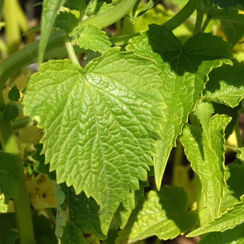 Graines d'Agastache rugosa Alabaster (Foliage)