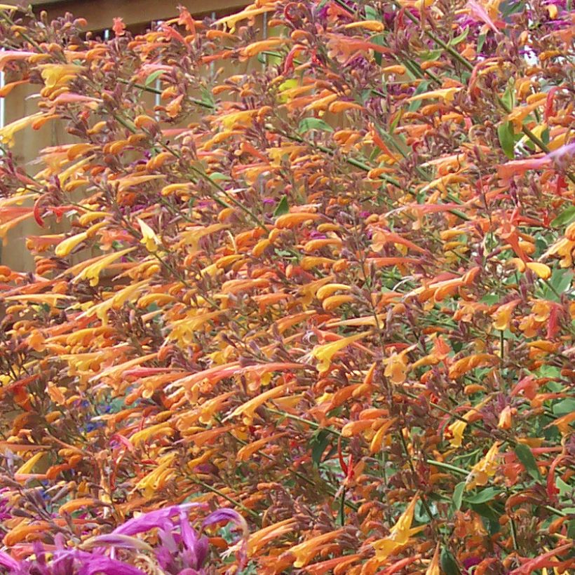 Agastache rupestris (Flowering)
